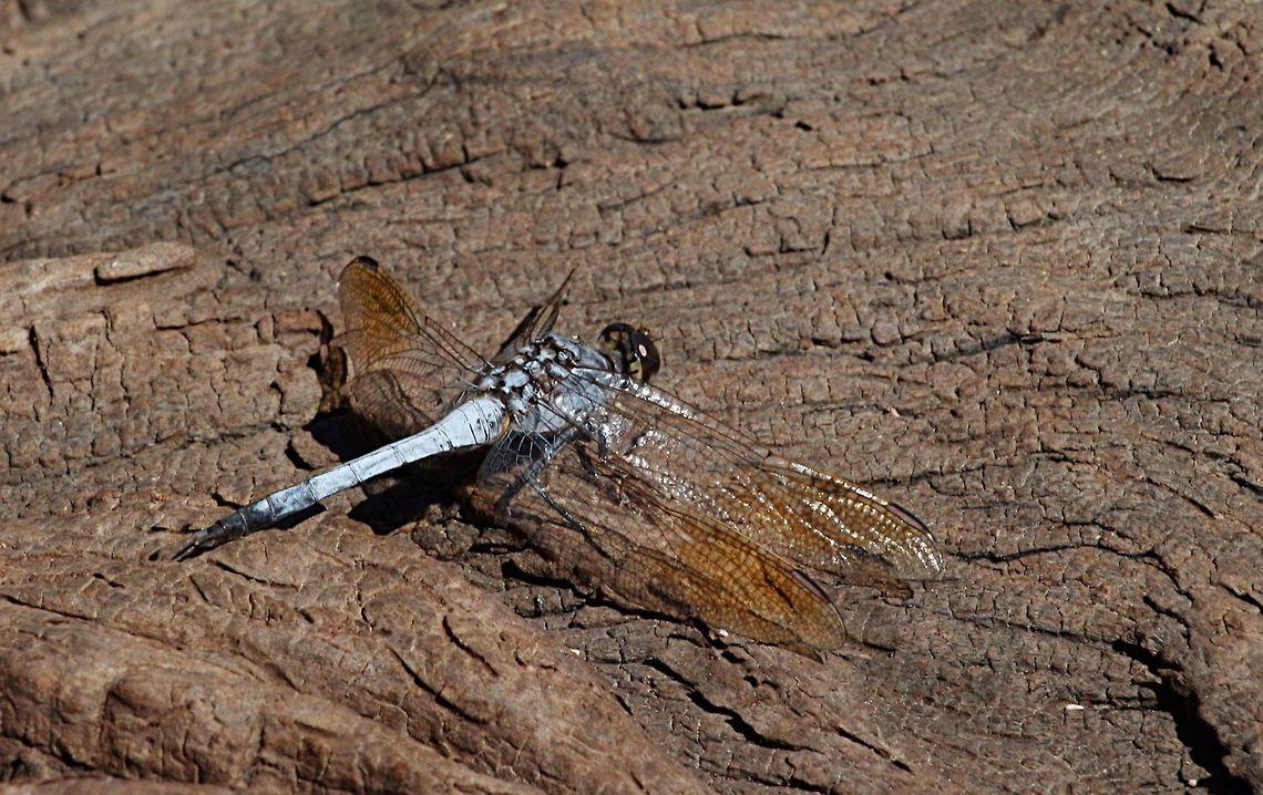 Blue skimmer (Orthetrum caledonicum) male .  Australia,Blue skimmer,Geotagged,Orthetrum caledonicum