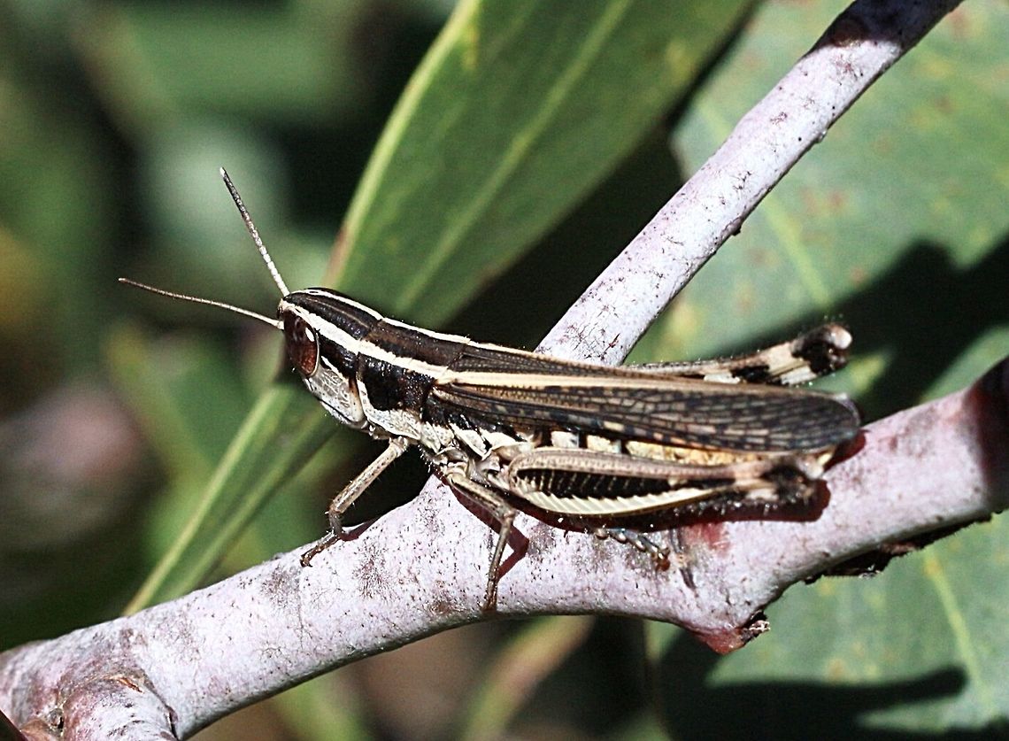 Common macrotona.  Australia,Common macrotona,Eamw grasshoppers,Geotagged,Macrotona australis