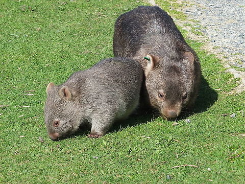 Wombats are generally active from dusk to dawn but during the colder month in Southern Australia they do like to take advantage of a bit of sunshine. Australia,Geotagged,Vombatus ursinus,Winter,common wombat