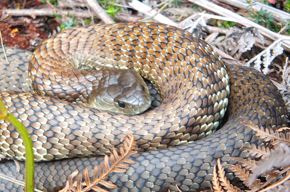 Spring is coming and so are the Tiger snakes. Even on rather cool Spring days ,Tiger snakes take advantage of any speck of sunshine in a sheltered position  to warm up. Australia,Geotagged,Notechis scutatus,Summer,Tiger snake,Winter