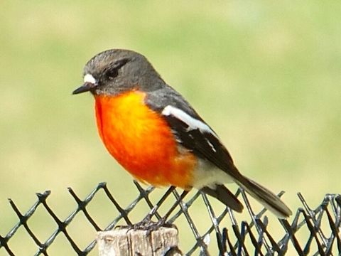 Flame Robin in Wilsons Promontory National Park  Australia,Flame robin,Geotagged,Petroica phoenicea,Winter