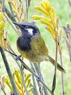 Lewin's Honeyeater feeding on kangaroo paw flowers.  Australia,Geotagged,Lewins honeyeater,Meliphaga lewinii,Winter