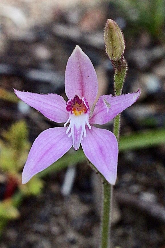 Pink Farie Orchid Approx 15-18 cm tall stem with one flower and one 10 cm long leave Australia,Caladenia latifolia,Geotagged,Pink fairy orchid