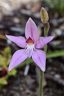 Pink Farie Orchid Approx 15-18 cm tall stem with one flower and one 10 cm long leave Australia,Caladenia latifolia,Geotagged,Pink fairy orchid