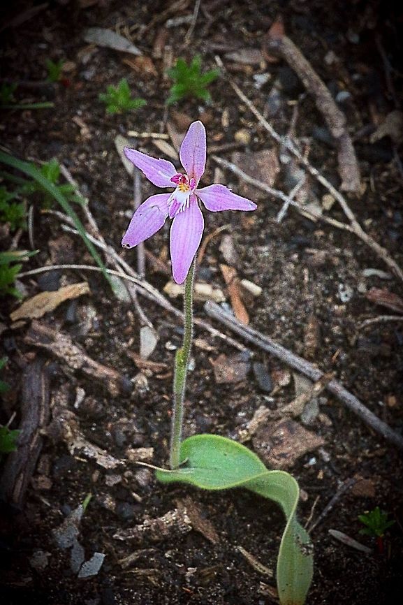 Pink Fairie Orchid- showing stem and leave size  Caladenia latifolia,Pink Fairy Orchid