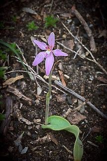 Pink Fairie Orchid- showing stem and leave size  Caladenia latifolia,Pink Fairy Orchid