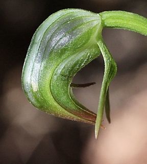 Nodding Greenhood Orchid Nodding Greenhood Orchid- flowering winter and spring Australia,Geotagged,Nodding greenhood,Pterostylis nutans,Winter