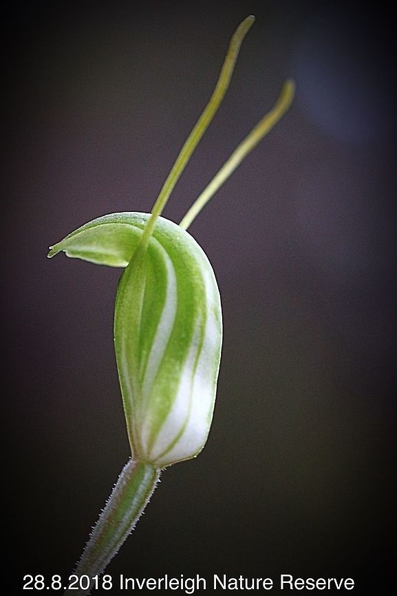 Small Sickle Greenhood  Australia,Geotagged,Pterostylis lustra,Small sickle greenhood,Winter