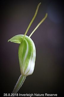 Small Sickle Greenhood Australia,Geotagged,Pterostylis lustra,Small sickle greenhood,Winter
