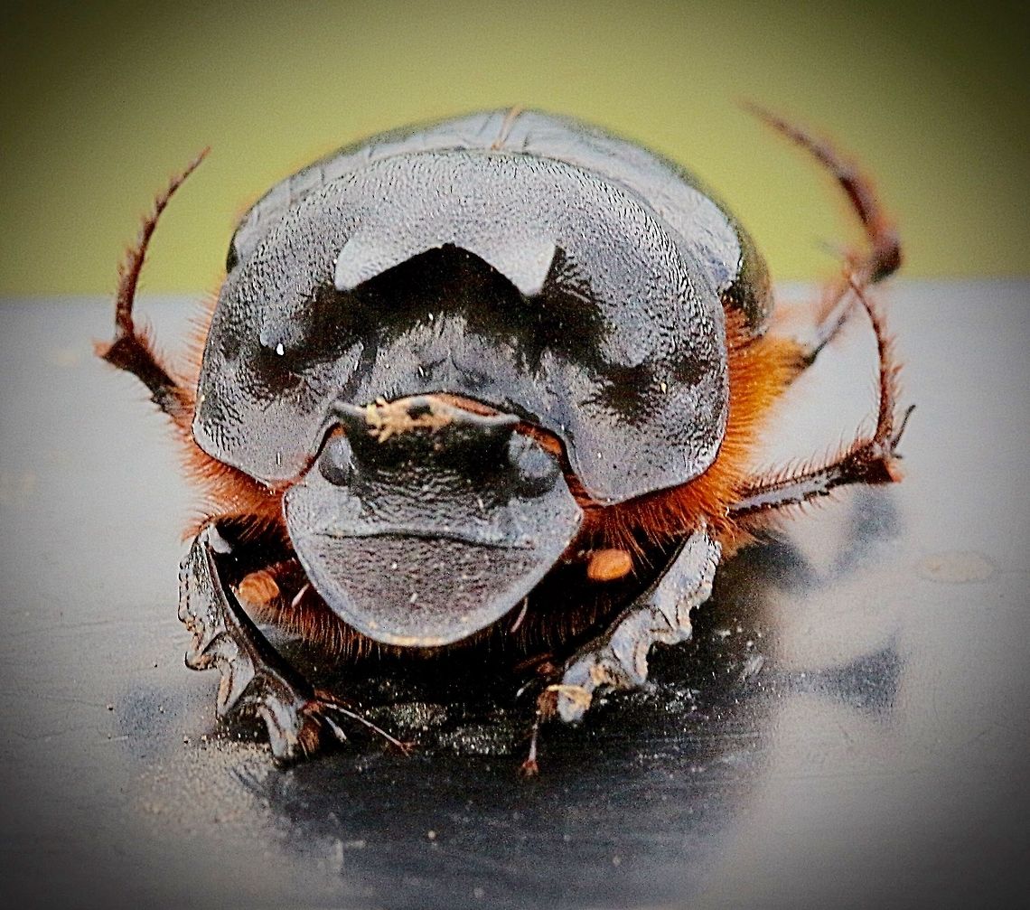 Bubas bubalus- species of European dung beetle Large beetle approx. 20 mm , introduced into Australia around 2015. There are many species of dung beetles in Australia but none of the native species can deal with cow manure. The European species <br />
(Bubas bubalus ) are adapted to handle cow manure which we have a lot of. Bubas bubalus