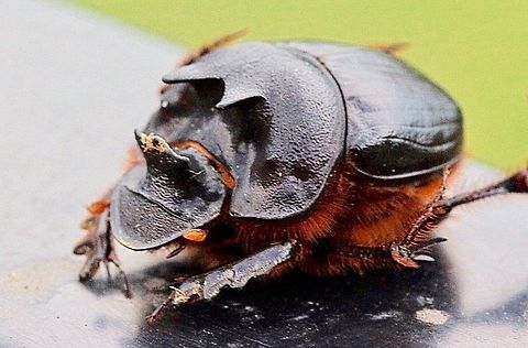 Scarab beetle -Onthophagus leai  Australia,Eamw beetles,Geotagged,Illaroo NSW,Onthophagus leai