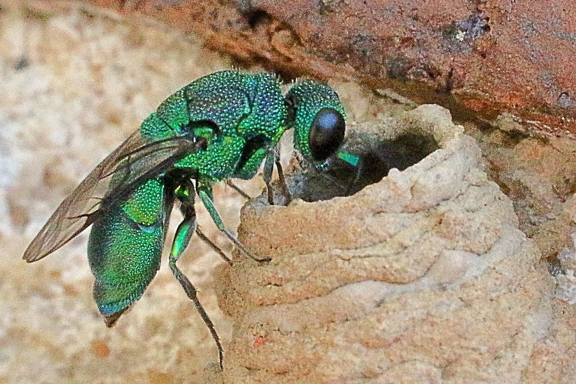 Species of Emerald Cuckoo wasp Approx. 6-7 mm inspecting a newly build Potterwasp nest . Australia,Geotagged