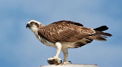 White-bellied Sea-Eagle enjoying his meal  Australia,Osprey,Pandion haliaetus