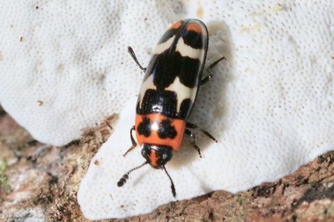Pleasing Fungus Beetle- Erotylidae sp . About 10 mm found on a species of polypores fungus.