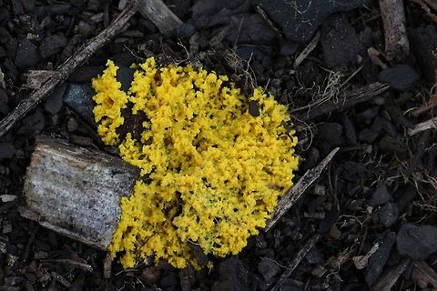 Dog vomit slime Mold growing on wood mulch ( almost returned back into the substrate.  Dog vomit slime mold,Fuligo septica