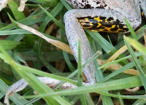Hind leg markings on Perons Tree Frog https://www.jungledragon.com/image/66685/perons_tree_frog.html Litoria peronii,Perons tree frog