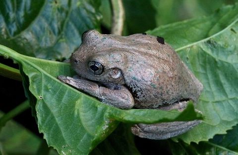 Peron's Tree Frog https://www.jungledragon.com/image/66684/hind_leg_markings_on_perons_tree_frog.html Litoria peronii,Perons tree frog
