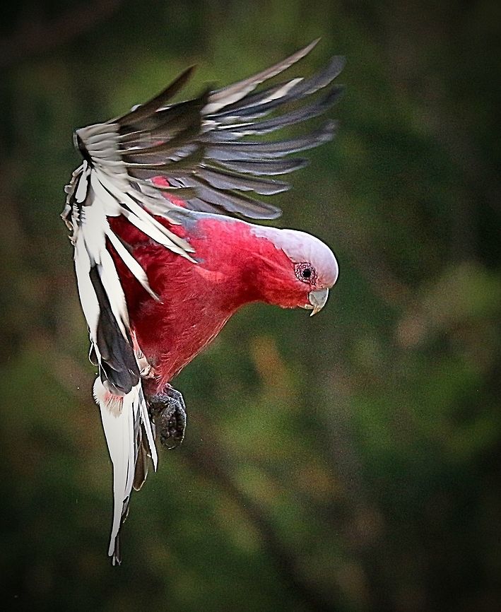 Galah putting on the brakes to land on a perch/ branch  Eolophus roseicapilla,Galah