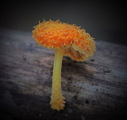Cyptotrama asprata- a beautiful little fungi . It makes you happy when you find one  Cyptotrama asprata