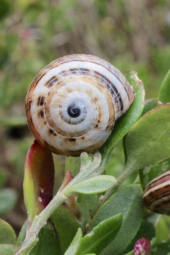 Italian snail- a pest species in Australia  Theba pisana