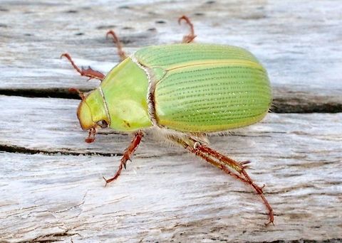 Eucalyptus chafer 20 mm Long found in coastal vegetation of eucalyptus trees and banksias  Emerald eucalyptus chafer,Xylonichus eucalypti