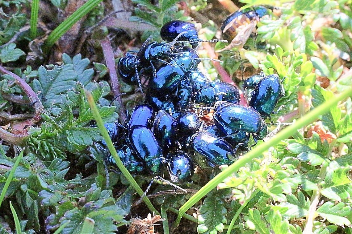 Unidentified small blue beetles Didn&#039;t look like mating but more like feeding on something. There were hundreds of them on a 2 m  sq patch.