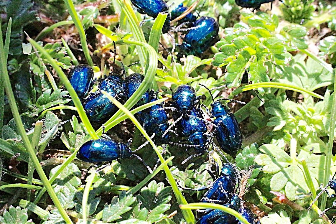 Unidentified small ( 8 mm) blue beetles