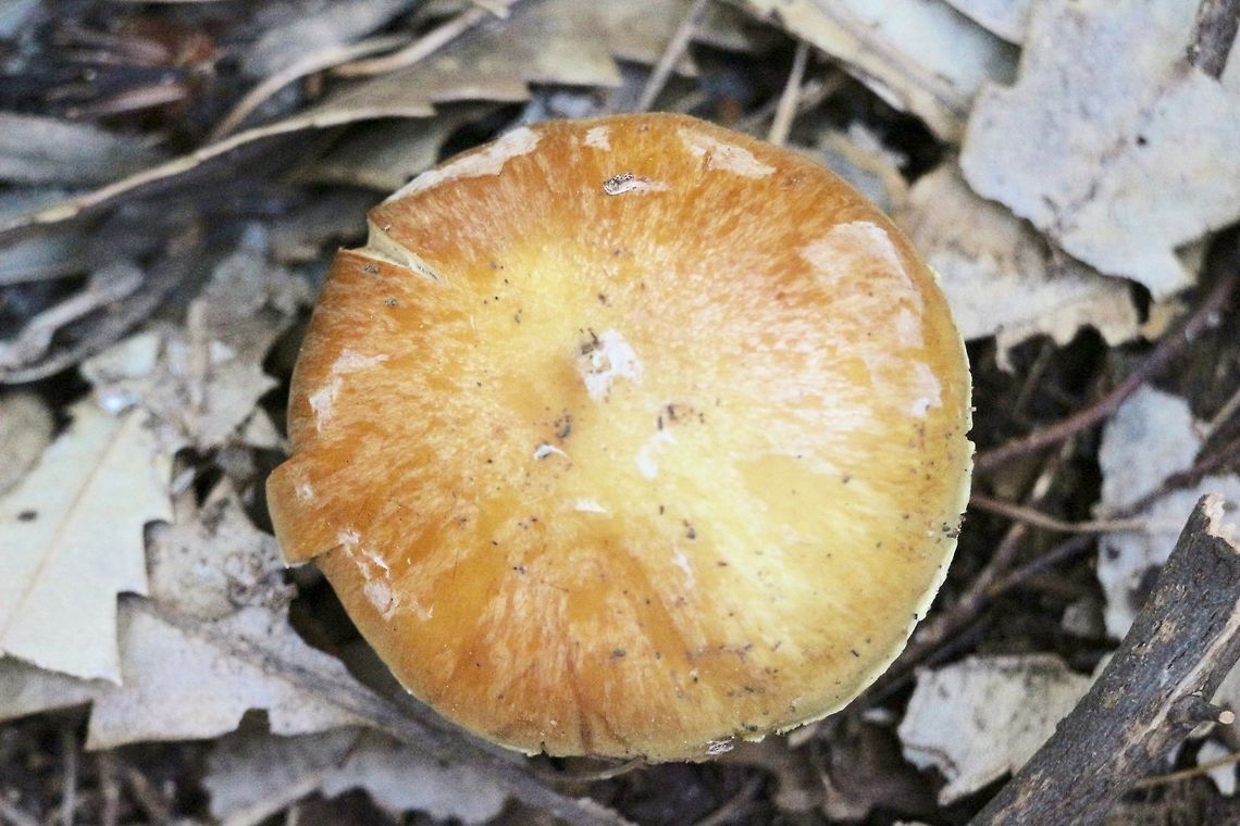 Unidentified - Cortinarius ???