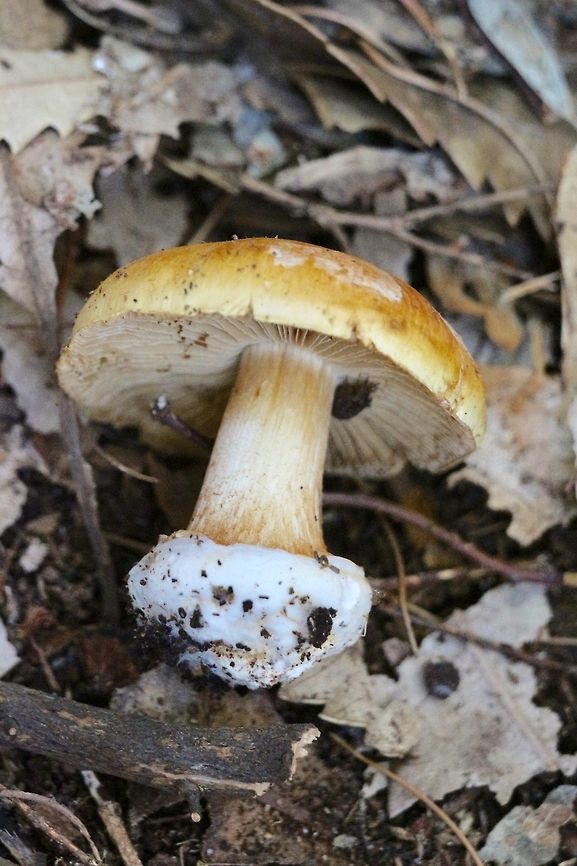 Unidentified - Cortinarius ???
