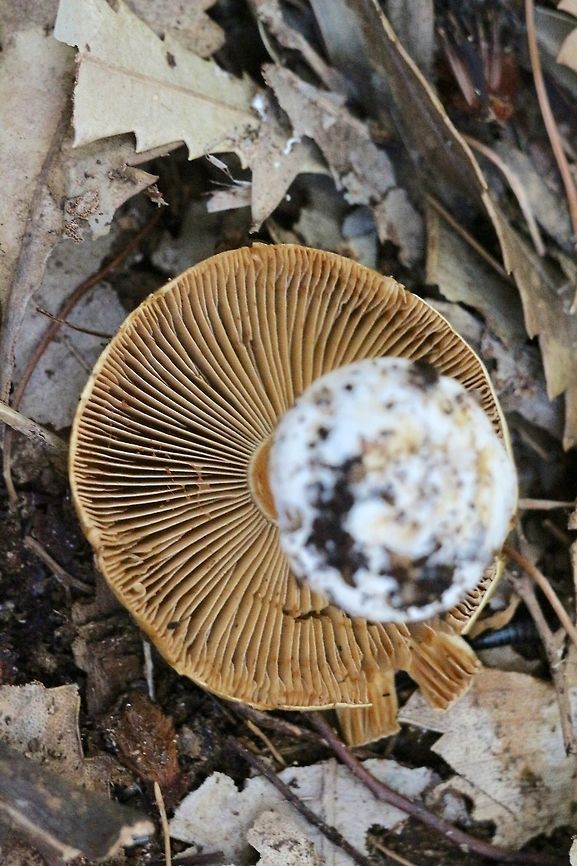 Unidentified - Cortinarius sp ???