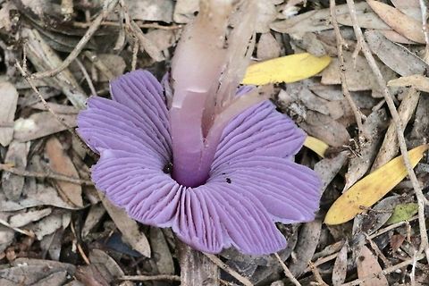 Wood Blewit - gills