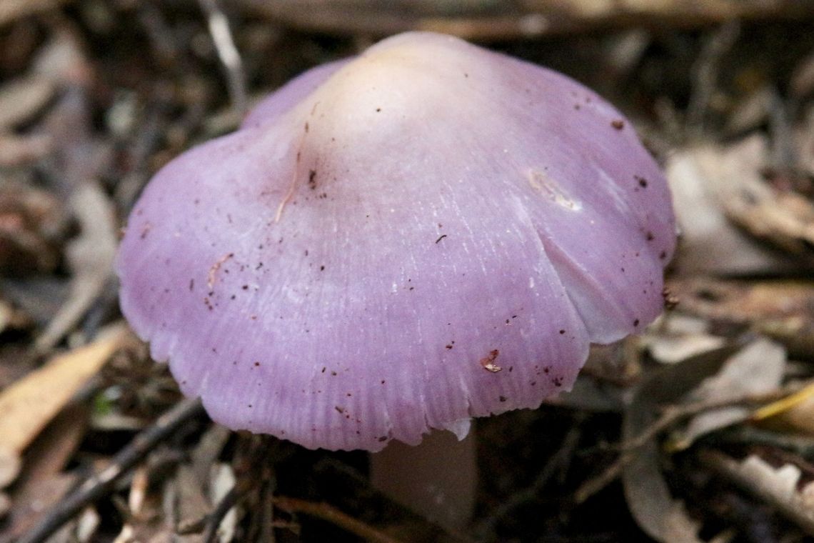 Wood Blewit- Lepista nuda I am cautiously optimistic that it is Lepista nuda and not the very similar Cortinarius archeri .<br />
Must find both species again to do some spore prints to be sure which is which.<br />
As they say unless very sure look, smell, enjoy but don&#039;t taste.