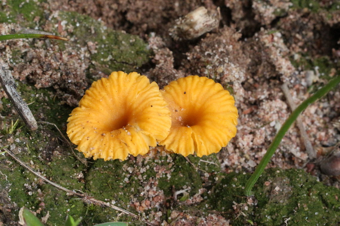Lichenomphalia chromacea - growing in sandy soil  Lichenomphalia chromacea,Yellow Navel