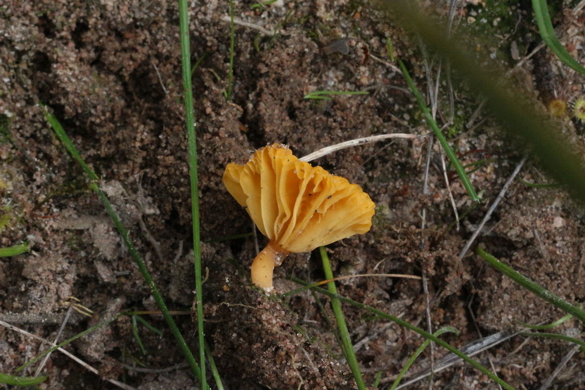 Lichenomphalia chromacea - showing gills  Lichenomphalia chromacea,Yellow Navel