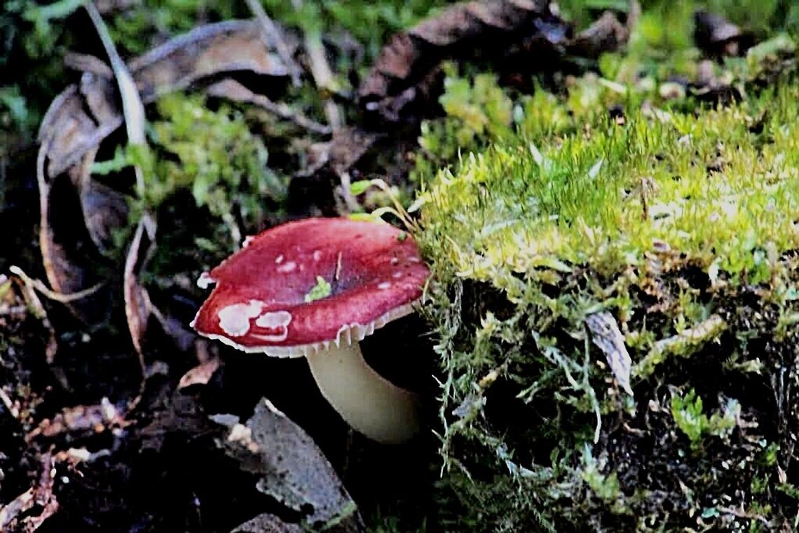 Russula sp.