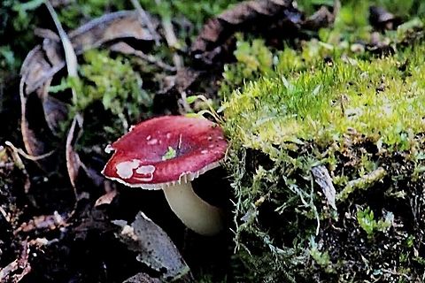 Russula sp.