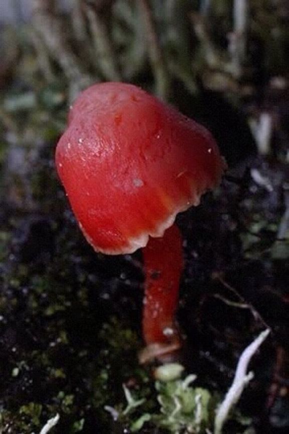 Unidentified species of fungi growing amongst moss .