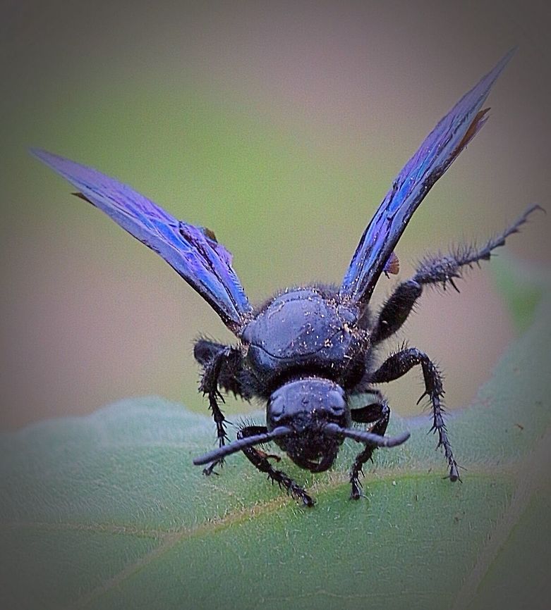 Blue flower wasp.- Scolia soror. Iridescent blue wings and black body. But the angle of light might change the color somewhat. Scolia soror