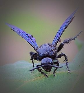 Blue flower wasp.- Scolia soror. Iridescent blue wings and black body. But the angle of light might change the color somewhat. Scolia soror