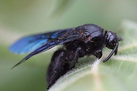 Blue flower wasp - Scolia soror Big ( 2.5 to 3 cm ) common on hot days feeding on leptospermum flowers. Scolia soror