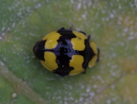 Fungus -eating Ladybird- Illeis galbula. The beetle and the larvae have been observed feeding on powdery mildew fungi.  Coccinellidae,Fungus-eating Ladybird,Illeis,Illeis galbula
