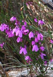 Pink - bells ( Tetratheca ciliata ) lets you know that Spring has arrived . Pink-bells,Tetratheca ciliata
