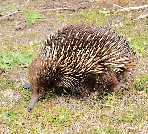 Juvenile Echidna ( Tachyglossus aculeatus) Searching for food along a roadside. It was not worried about cars or me . I made it move into the bush area away from the road so that there was no chance of it getting killed on the road. Eamw monotremes,Short-beaked echidna,Tachyglossus aculeatus