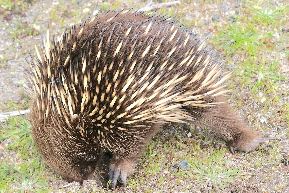 Juvenile Echidna ( Tachyglossus aculeatus) searching for food. Going by its size this youngster probably left its mother only about a few weeks ago . He was walking along the roadside looking for food. It appeared that the young one was not to experienced yet and looked a bit hungry.  Short-beaked echidna,Tachyglossus aculeatus
