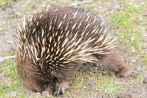 Juvenile Echidna ( Tachyglossus aculeatus) searching for food. Going by its size this youngster probably left its mother only about a few weeks ago . He was walking along the roadside looking for food. It appeared that the young one was not to experienced yet and looked a bit hungry.  Short-beaked echidna,Tachyglossus aculeatus