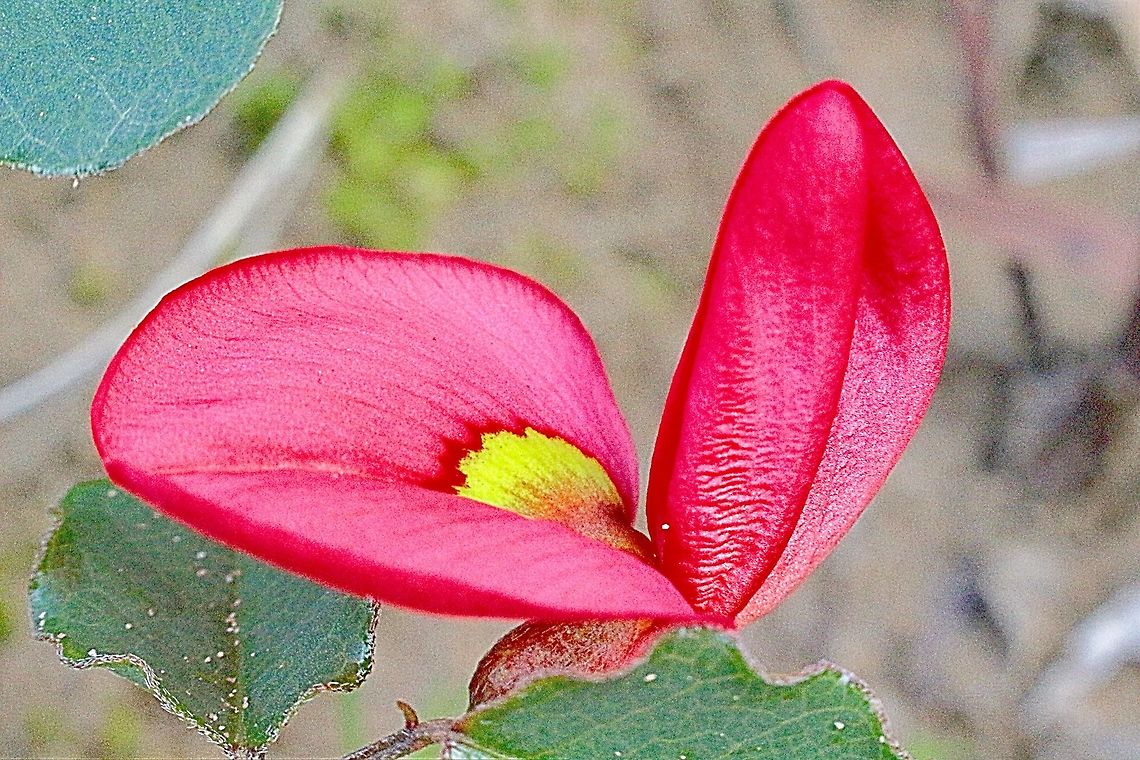 Flower of Running postman ( Kennedia prostrata )  Kennedia prostrata,Running postman