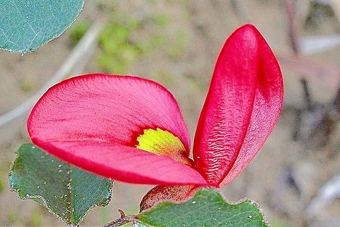Flower of Running postman ( Kennedia prostrata ) Kennedia prostrata,Running postman