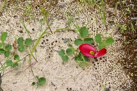 Running postman creeper ( kennedia prostrata ) Alwise beautiful on sandy substrate. Kennedia prostrata,Running postman