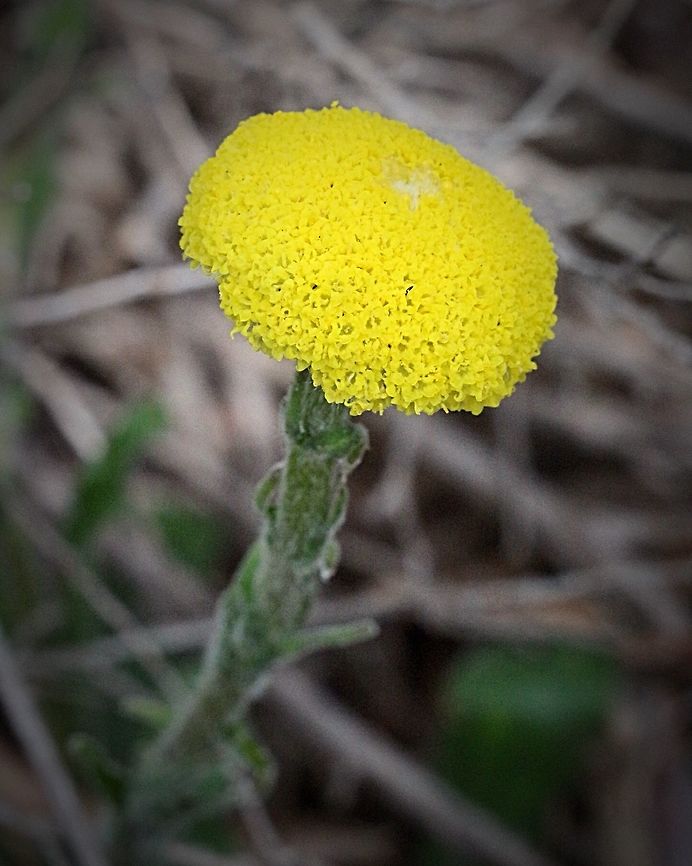 The Billy- button (Craspedia variabilis )  Billy buttons,Craspedia variabilis