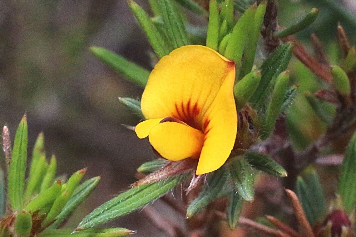 Close up of Slender bush pea flower ( Pultenea tenui folia )  Pultenaea tenuifolia